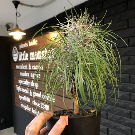 didierea  madagascariensis《大きめM size》※激希少株※シルバーの棘に覆われたイカした奴　※mad  black  pot植え