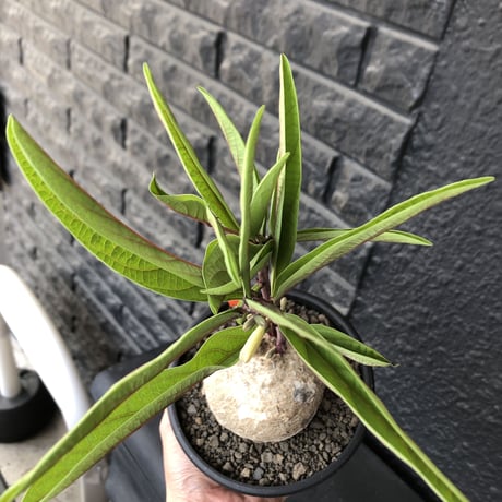 adenia goetzei《大きめL size》360度球体株※現地球発根後店主国内管理5年株※極球体株の上、通常よりも太い茎を持つwild且つ美しい一株※mad black bowl pot植え