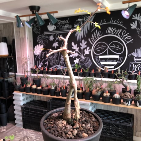 operculicarya decaryi  littmon seed🌱 《3年株》※成長早く感じ育てられる上、幹上がり仕立てのインテリア性高き一株※mad  black  pot植え