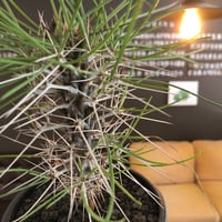 didierea  madagascariensis《大きめM size》※希少種‼︎※現地球株発根済※シルバーの棘に覆われたワイルドさと凛と涼しげに垂れ下がる葉が魅力※black  pot植え