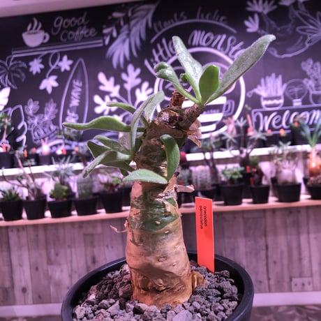 tylecodon  paniculatus《M size》※一番大きく成長する2種類のパニクラーツス‼︎※mad black pot植え　※限定２株