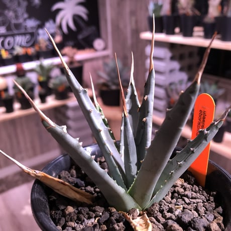 agave   utaensis   eborispina  《S  size》