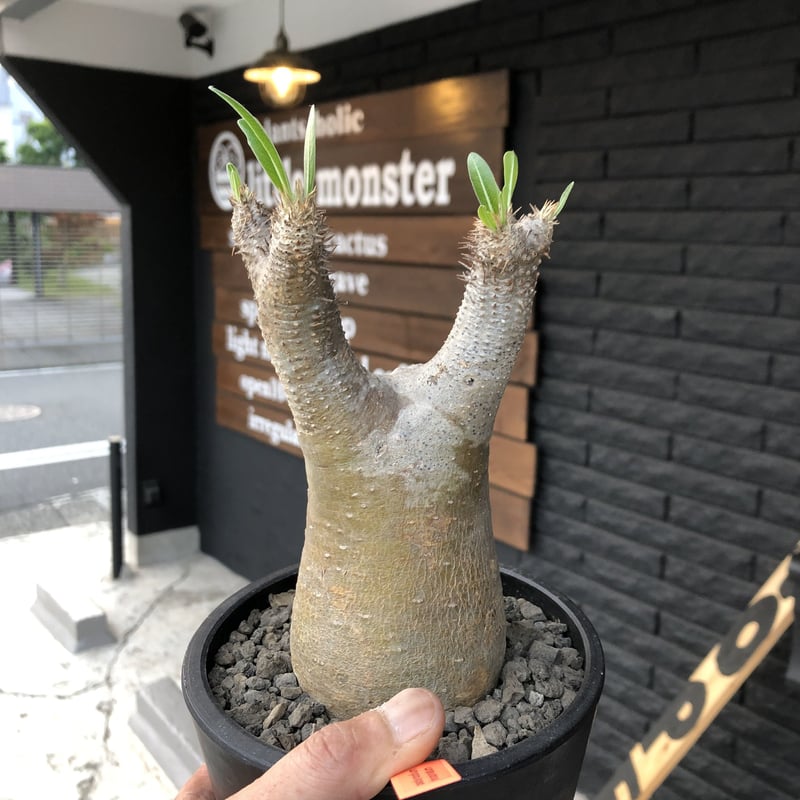 packypodium inopinatum《M size》発根済み株‼︎ 店主管理国内3