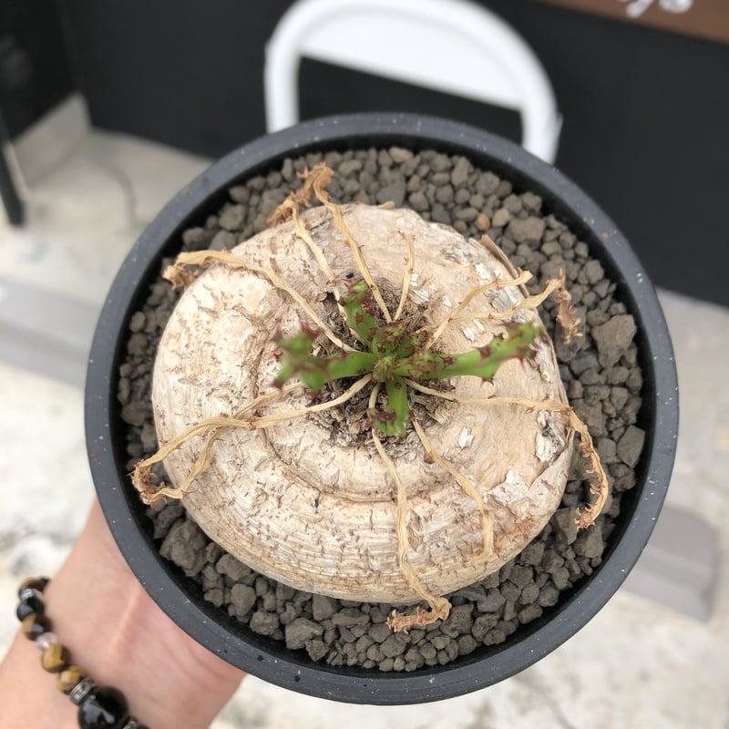 発根済 ユーフォルビア デシデュア euphorbia decidua《小さめL size 》※現地球発根後店主国内管理6年株※