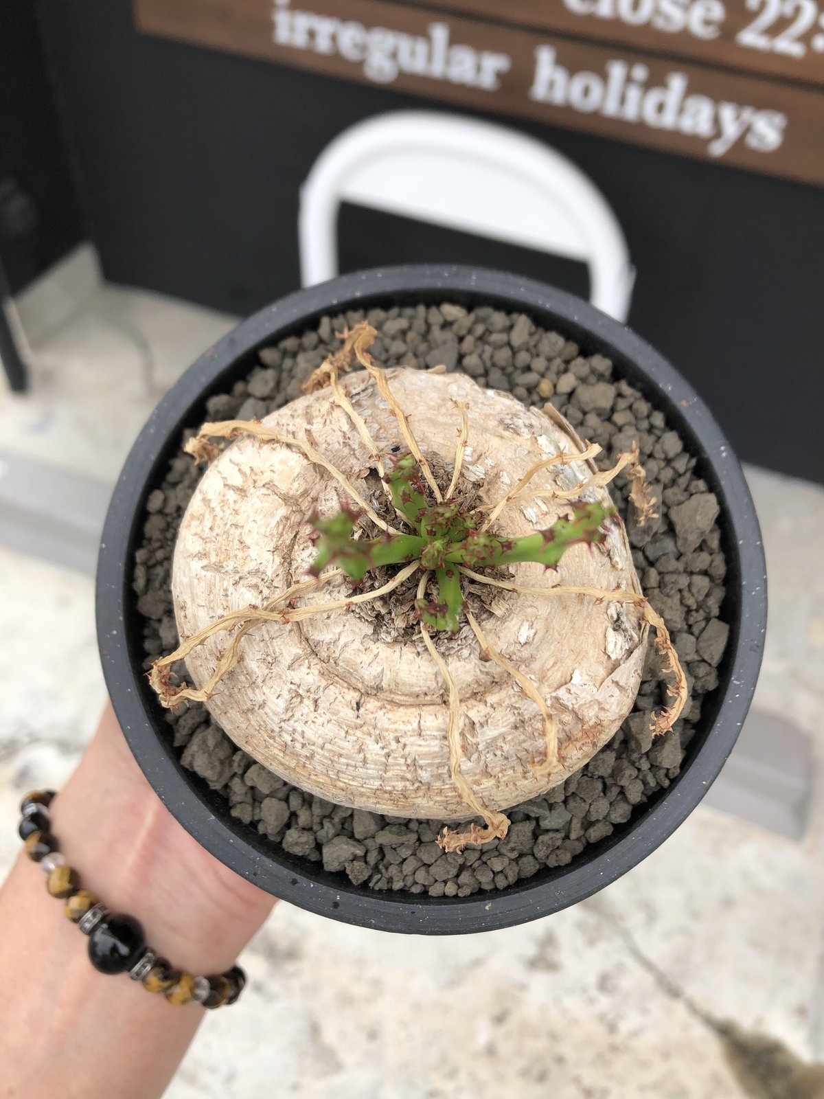 euphorbia decidua《小さめL size 》※現地球発根後店主国内管理6年株※