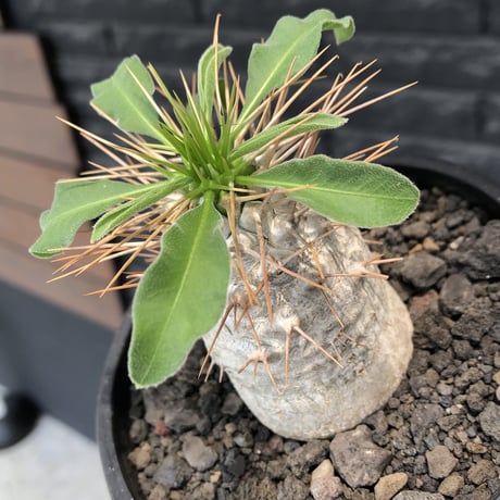 pachypodium  namaquanum 光堂《大きめM size》littmon seed🌱※ちょうど良き手乗りサイズ感の樹形バランスも良き一株‼︎※mad black bowl pot植え