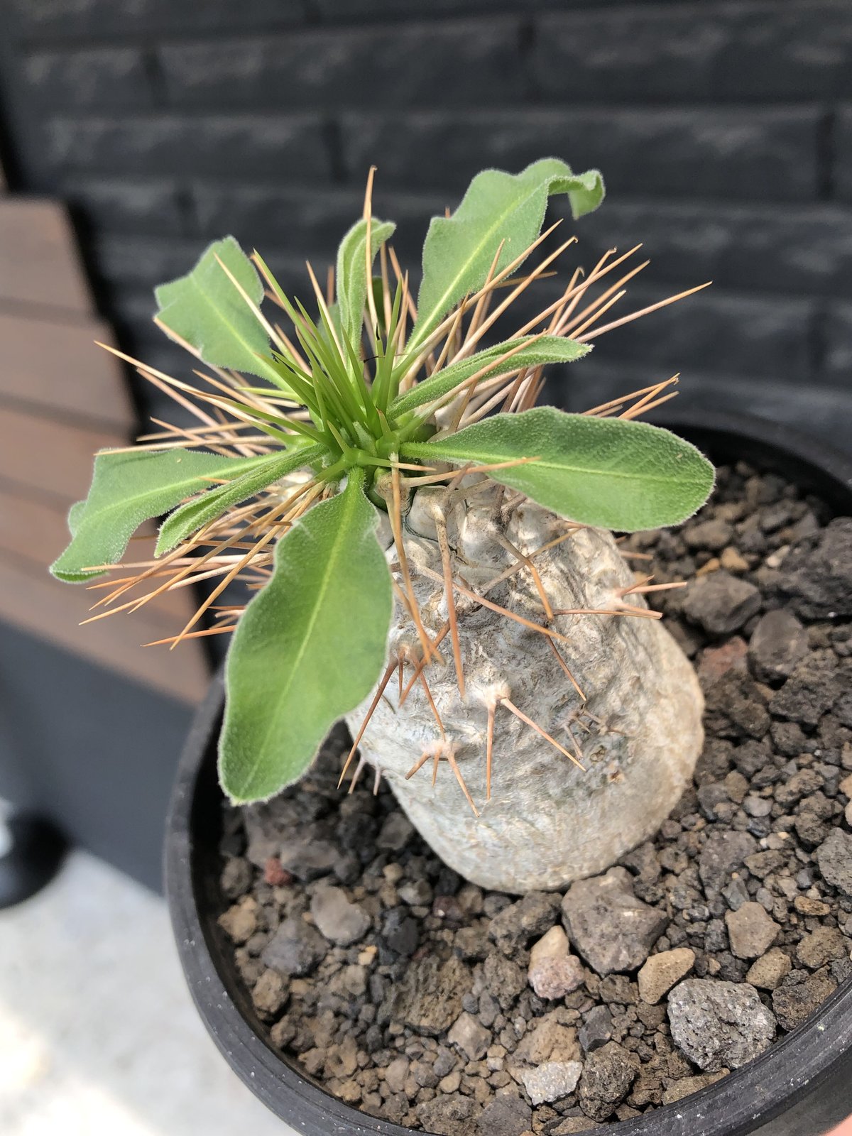 pachypodium namaquanum 光堂《大きめM size》littmon se...