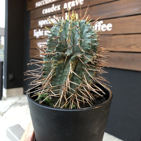 euphorbia    horrida《M size》発根済み株‼︎