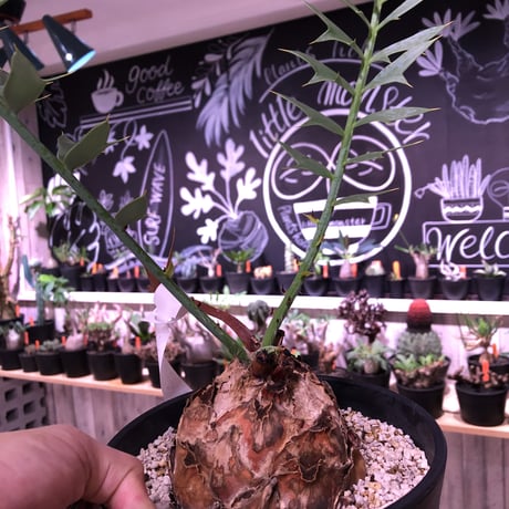encephalartos   horridus《L size》球体美株‼︎