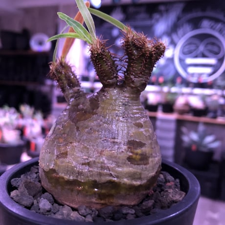 pachypodium  gracilius《大きめS size》希少二頭枝※現地球発根済株※丸すぎないこの若干の歪感が何とも愛くるしく堪らない‼︎カワイイ一株※mad black pot植え