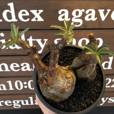 pachypodium gracilius 《L size》希少‼︎green肌&極現地焼け3-he'd株※現地球発根後店主国内管理3年株※全てが堪らない低重心3分頭※black bowl pot植え