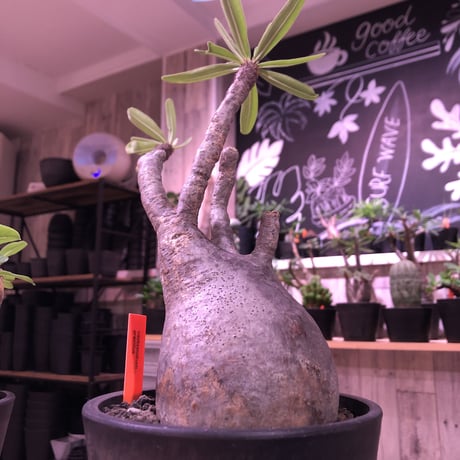 packypodium  gracilius《L size》※現地球発根済株‼︎※でっぷり株元に一本捻くれ枝が可愛いbalance良きグラキ※mad black pot植え