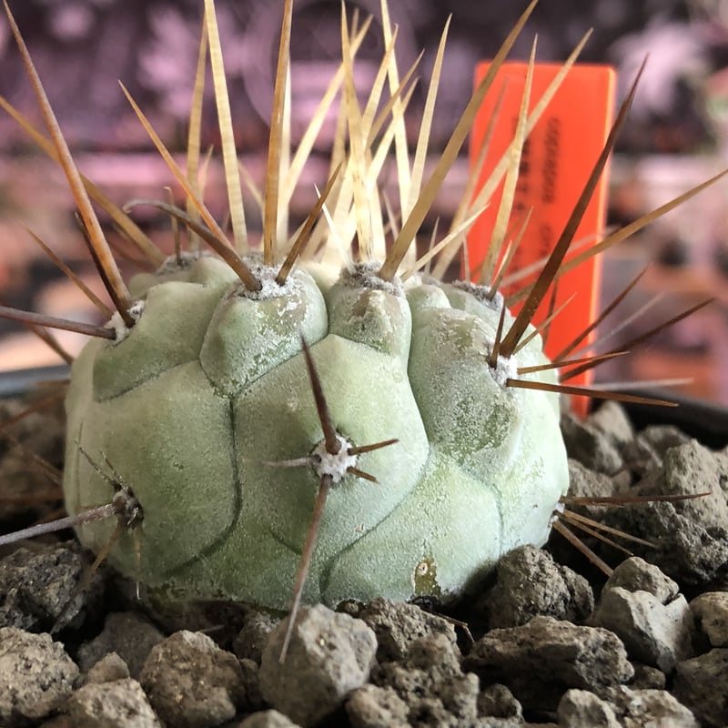 copiapoa cinerea 長刺白棘黒王丸《小さめM size》希少※現地球株カキ