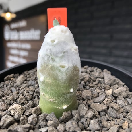 othonna   cyclophylla《大きめS size》※littmon seed🌱※白く丸々とした可愛さからの今後の成長と表皮の変色も楽しめる一株※mad black bowl pot植え