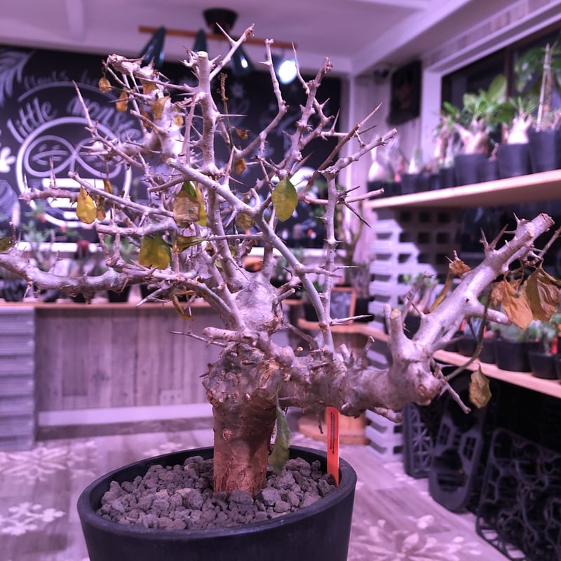 commiphora simplicifolia《 M size》発根済み株※silve