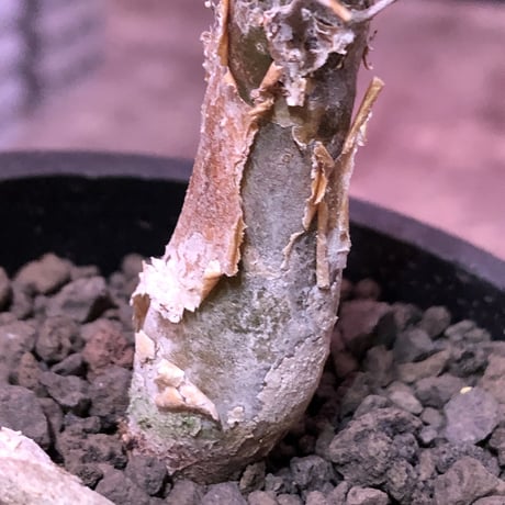 sesamothamnus rivae《大きめS size》※現地球発根済株※店主国内管理2年株※小振り現地球株は逆に珍しく小さくても表皮のメクれが堪らない一株‼︎※mad black pot植え