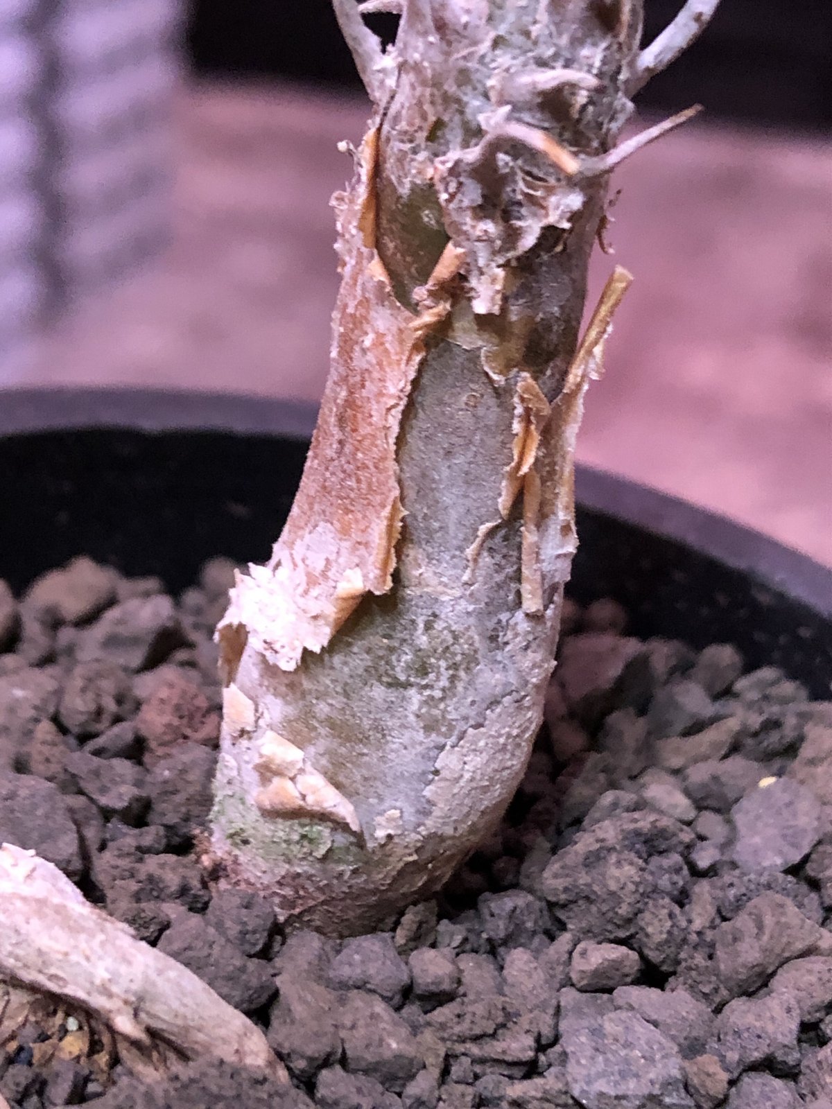 sesamothamnus rivae《大きめS size》※現地球発根済株※店主国内管理2年