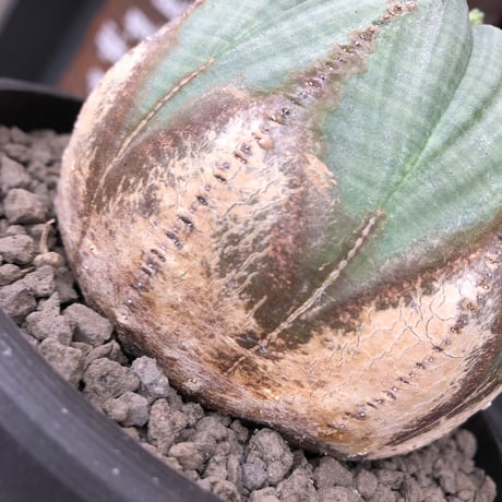 euphorbia  obesa《L size》木質化株※現地球発根後店主国内管理4年株※下部から味深く木質化した激球体bigオベサ※mad black bowl pot植え