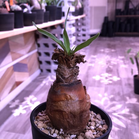 boophane   disticha《M size》成熟時の真っ赤な花とこの表皮が魅力