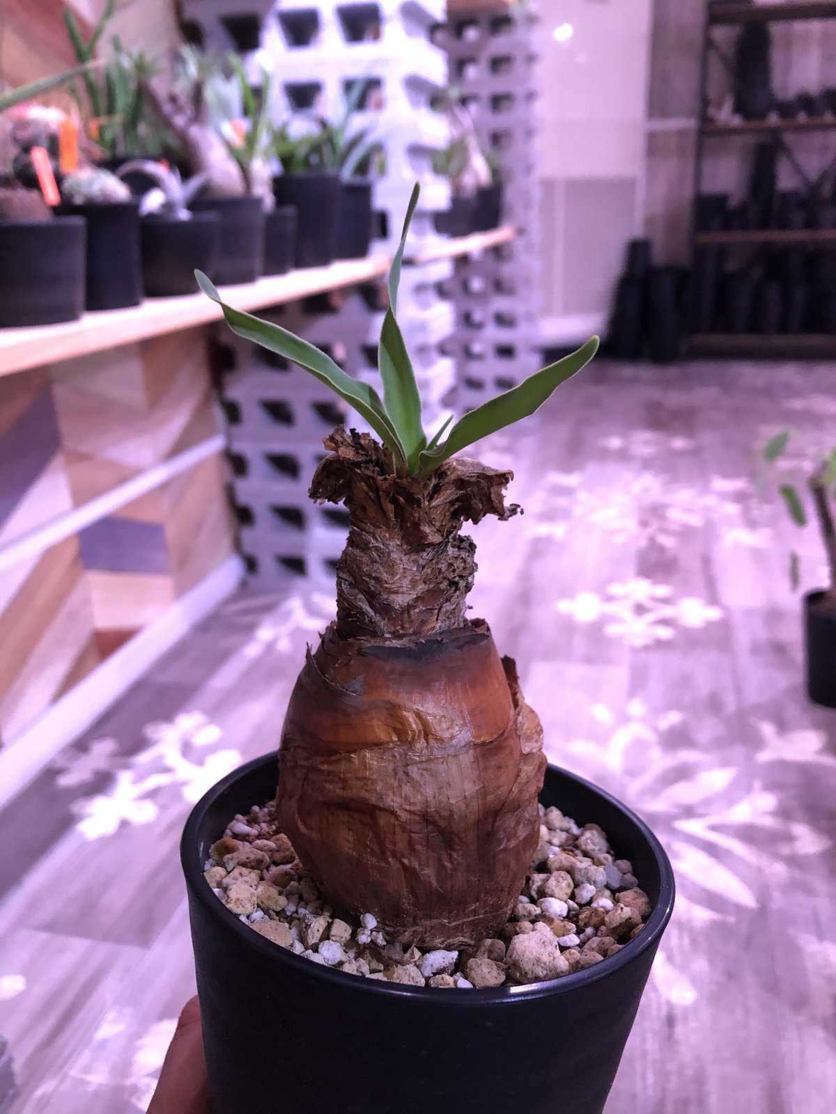 boophane disticha《M size》成熟時の真っ赤な花とこの表皮が魅力 | 