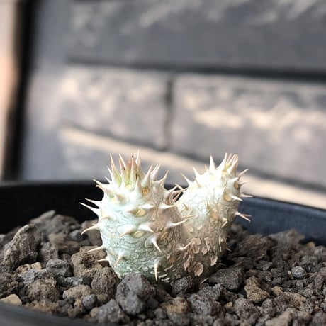 pachypodium inopinatum ｗ-he'd《S size》※littmon seed🌱※当店実生株ながら希少‼︎双頭株の美しくかわいい一株※mad black pot植え