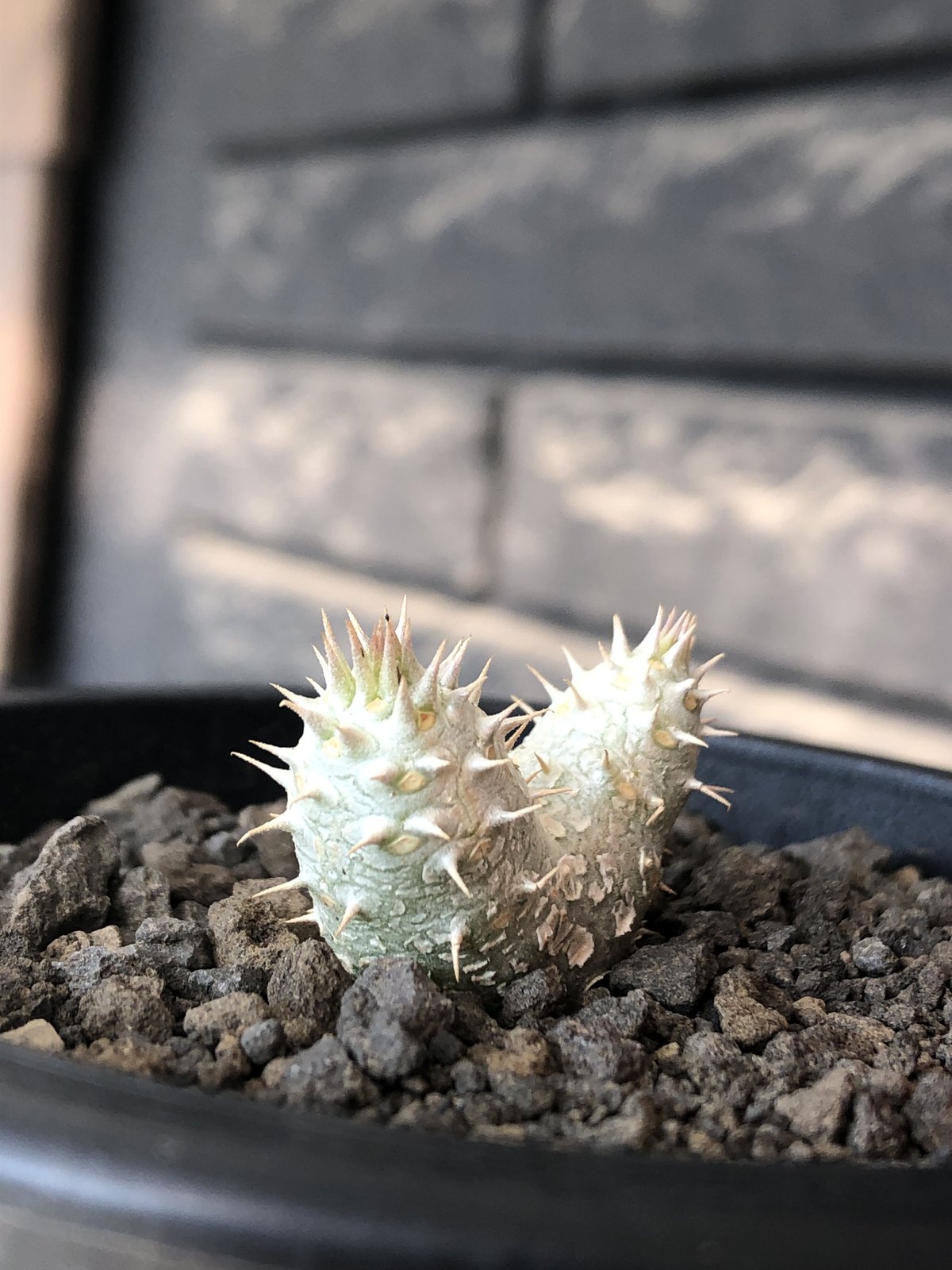 pachypodium inopinatum w-he'd《S size》※littmon s