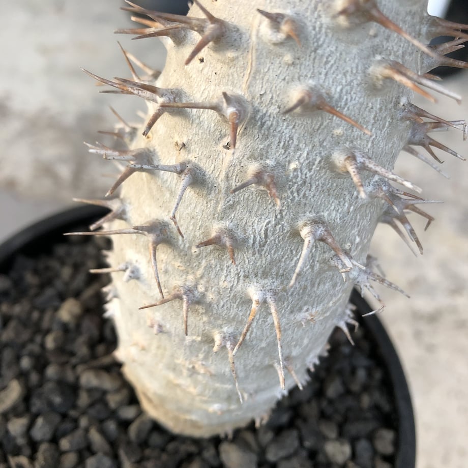 6051c2d29086546896eb0e95
