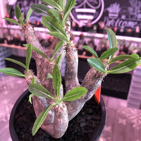 packypodium brevicalyx《大きめS size》激希少‼︎※現地球発根済株※流通しない山獲りモノ！枝のみ展開する樹形‼︎カリックスらしさ感じる激レア株※mad black pot植え