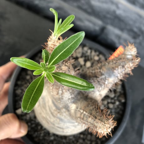 packypodium  gracilius まん丸《M size》  現地球  発根済み株   mad black pot植え