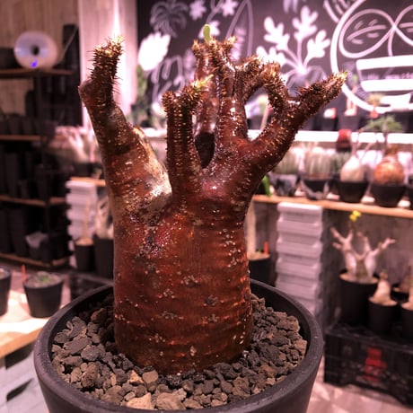 packypodium  gracilius《M  size》※現地球発根済※赤すぎる赤肌&現地焼け堪らぬリトモン渾身の一株‼︎※mad black pot植え