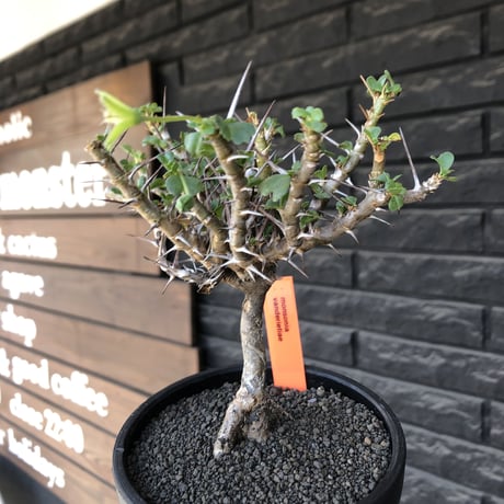 sarcocaulon  vanderietiae《小さめL size》※現地球発根後店主国内管理3年株※希少夏型種‼︎balance良樹形な幹上がり仕立て※mad black bowl pot植え