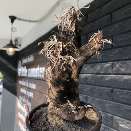 xerophyta trichophylla《S size》※現地球発根後店主国内管理2年株※驚愕強靭株※エグれの傷跡を持つwild且つかわいい小振りサイズ※mad black pot植え