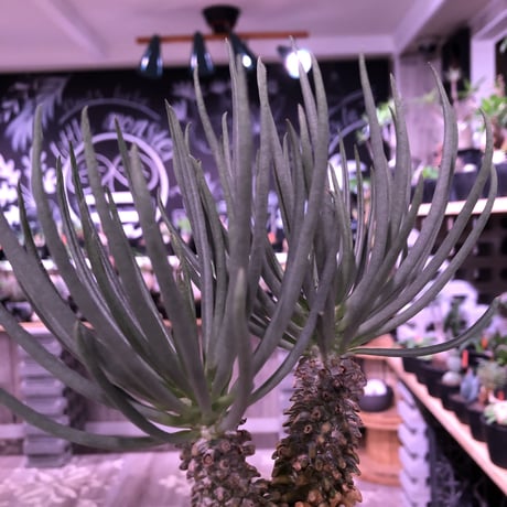 tylecodon  wallichii  和名＝奇峰錦《大きめM size》※大変綺麗且つwildなワリチー※店主管理4年株※ mad black pot植え