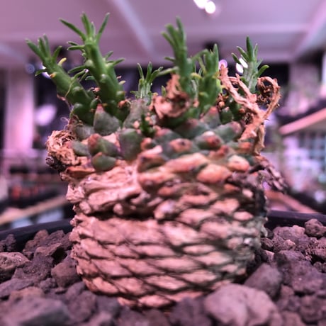 euphorbia gorgonis《M size》※人気🐙タコものユーフォルビア‼︎綺麗な多肉質の葉と塊根部分の木質化が魅力‼︎※mad  black bowl pot植え　※限定2株