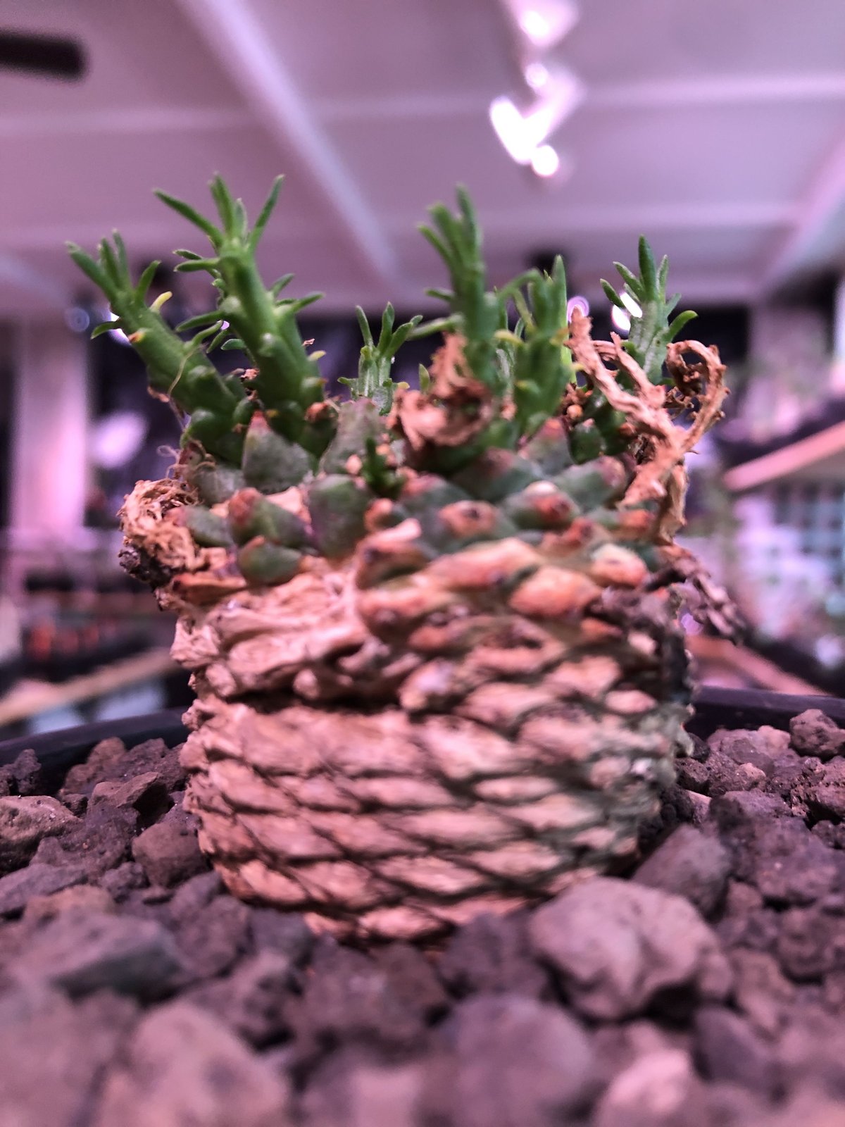 euphorbia gorgonis《M size》※人気🐙タコものユーフォルビア‼︎綺麗な