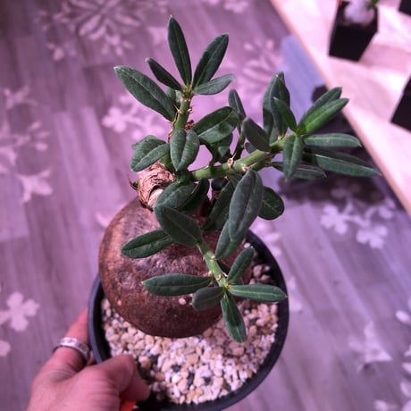 packypodium   bispinosum《M  size》