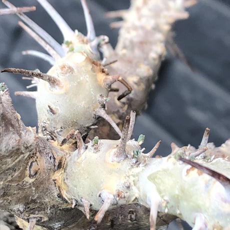 sarcocaulon crassicaule《M  size》※現地球発根済株※店主国内管理2年株※個体差でより鋭い赤味ある強刺に縮れ葉＆白花のギャップ萌えする良樹形※mad black pot植え