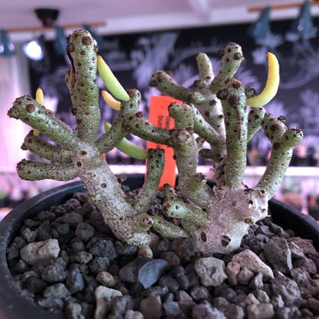 tylecodon buchholzianus《大きめL size》※大変良き佇まい&枝振りbalance 株‼︎太い幹に独特のぷっくりした葉を持つかわいい奴‼︎※mad black pot植え