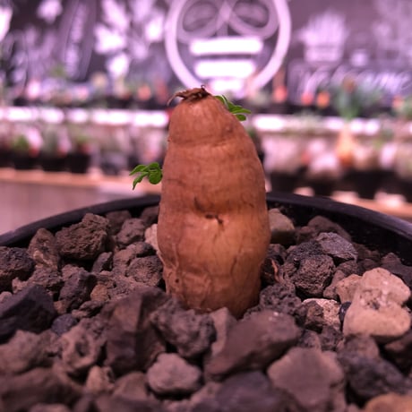opercullicarya   packypus  littmon  seed🌱 《4年半株》脇芽🌱が可愛すぎる一株‼︎※mad black  bowl  pot植え！