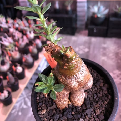 packypodium bispinosum 《M size》※現地球発根済株※小振りでも株元がwildな丁度良きサイズ感‼︎※mad black pot植え