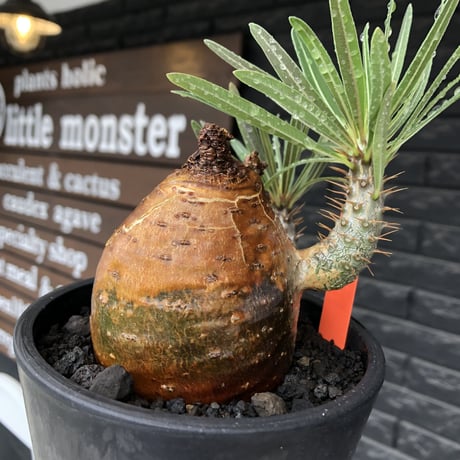 pachypodium gracilius《大きめM size》※現地球株発根済※成長点潰れ&ワイルド現地焼け肌‼︎子孫繁栄意識高く胴吹き枝の装いが堪らない良樹形※mad black pot植え