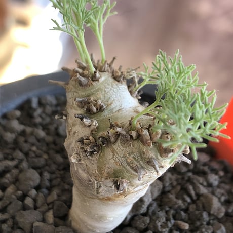 sarcocaulon peniculinum《大きめS size》激希少種※現地球発根後店主国内管理5年株※堪らないほど極白の美しい一株※mad black pot植え
