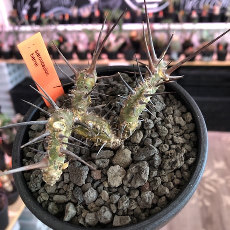 sarcocaulon herrei《M size》※今や希少且つ今後輸入厳しい南アフリカ物‼︎gapある白花大輪を咲かす冬型人気者‼︎wild株※mad  black  bowl pot植え