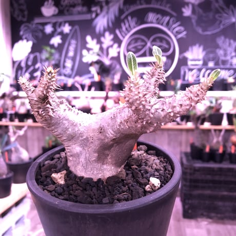 packypodium  cactipes《M  size》白肌※現地球発根済株※背中に現地での味わい深い枝折れ傷があり流れるようなbalanceの白肌カクチ※mad black pot植え