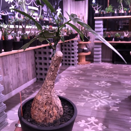 adenia  heterophylla 《M size》※成熟すると赤い梨に似た形の果実ができ、蝶の様な葉がかわいい‼︎※mad black pot植え