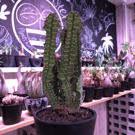 euphorbia enormis《M size》※大変カッコいい棘モノ塊根ユーフォルビア‼︎※mad black pot植え※追加補填‼︎限定1株
