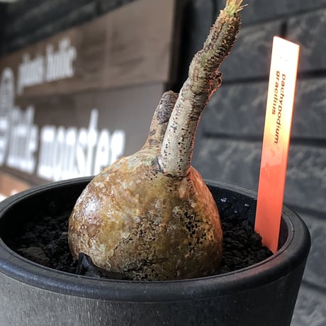 pachypodium gracilius《S size》希少‼︎yellow肌＆球体株※現地球発根後店主国内管理2年株※360度まん丸球体樹形の堪らなくかわいい一株※mad black pot植え