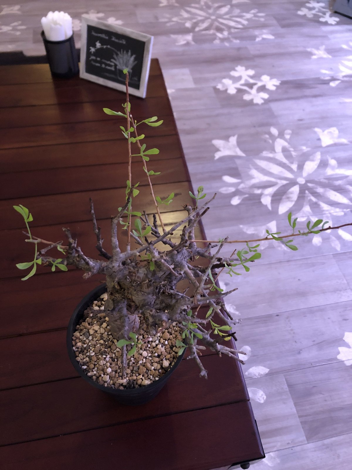 【実生】コミフォラ フォリアセア(Commiphora foliacea) コミフォラ フォリアセア Commiphora foliacea No.050 | 芽の巣山