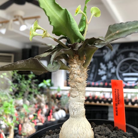 euphorbia francoisii《大きめS size》※現地球株発根済※稀なほど美しい白さと愛らし過ぎるまん丸ボディーが堪らない‼︎花付きも良き一株※black bowl pot植え