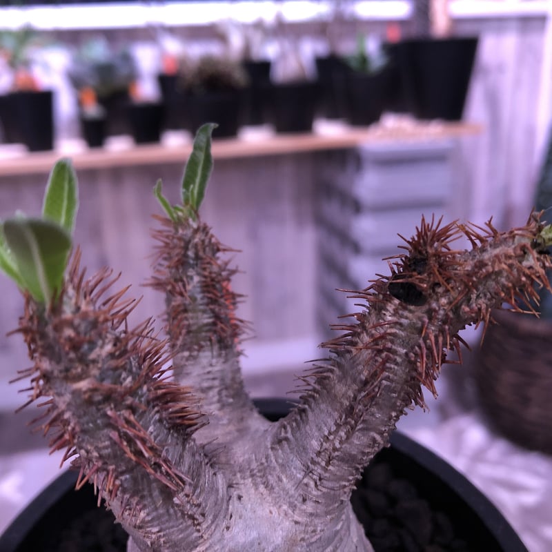 packypodium gracilius 白肌 《M size》現地球 発根済み株 